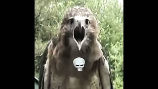 Birds Screaming 😱 Creepy Nature Sounds You Won’t Expect! #Birds #ScreamingBirds #ScaryNature #Animal