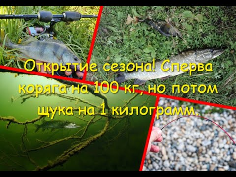 Сперва - коряга на 100 кг, но потом - щука на килограмм.