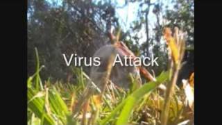 Virus Attacks Track 2