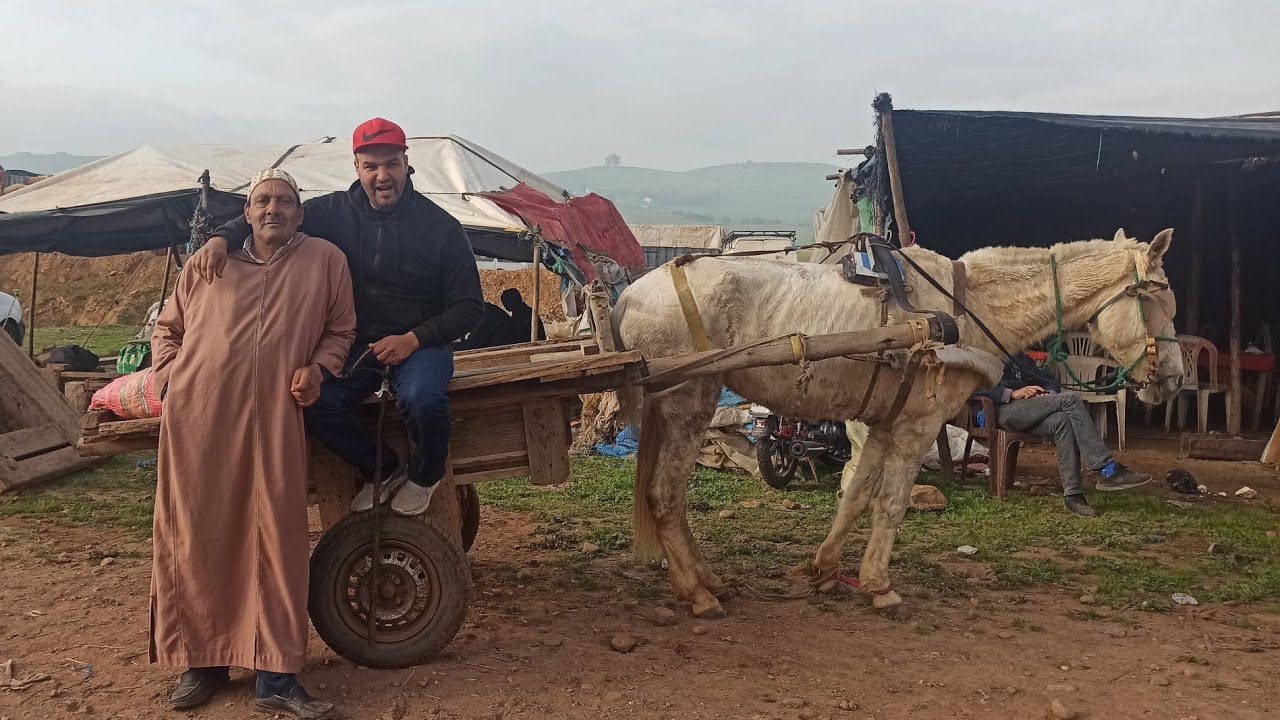 مباشرة سوق خميس سهول رويشة خدا بغل ناس يعرفهم للحرث و معطي جاب رأس سوق