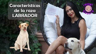 Características del perro LABRADOR