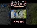 【最大級】全長30cm怪物クラスのテナガエビをガサガサで捕獲してみた!衝撃の瞬間!!|#漁師#島生活#川遊び#漁師の休日