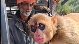 देखिए बंदर और ड्राइवर का ये अद्भुत रिश्ता! by Pomtoy Anurag 1,352 views 2 months ago 4 minutes, 20 seconds
