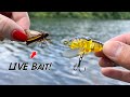 EXPERIMENT: LIVE Bait vs. ARTIFICIAL Lures!!! (Cicada Fishing)