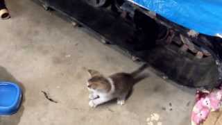 ぬこ動画2013061901