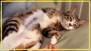 A Korean kitten swallowed a piece of string and underwent gastric incision surgery. by 배은망덕고양이들 100,937 views 1 month ago 17 minutes