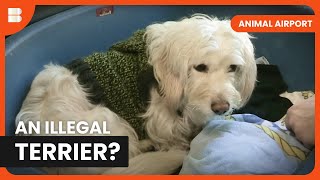 Illegal Pets? Airport Crackdown! - Animal Airport - S02 EP13 - Animal Documentary by Banijay Documentaries 1,468 views 5 days ago 24 minutes