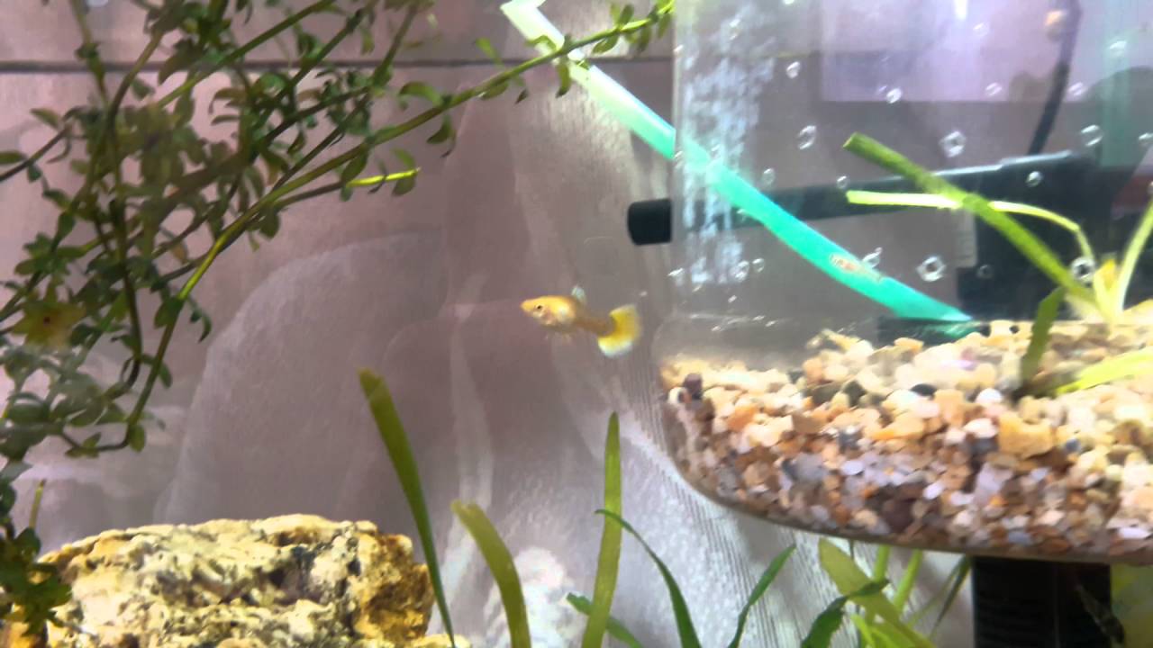 guppy fry care with mother YouTube