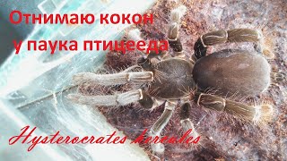 Отнимаю кокон у паука птицееда Hysterocrates hercules. Разведение пауков. Отнимаю кокон у паука птицееда Hysterocrates hercules. Разведение пауков.