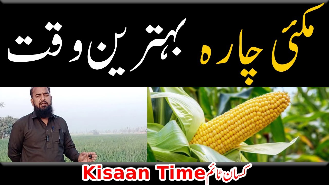 Pak afgoi ki kasht ka tarika pak afgoi chara pak afgoi maize seed چارہ مکئی kisan time کسان ٹائم