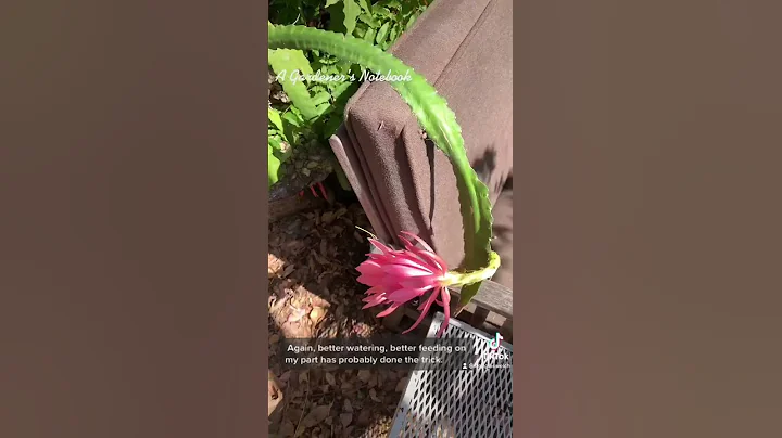 Epiphyllum blooms in the garden via TikTok - DayDayNews