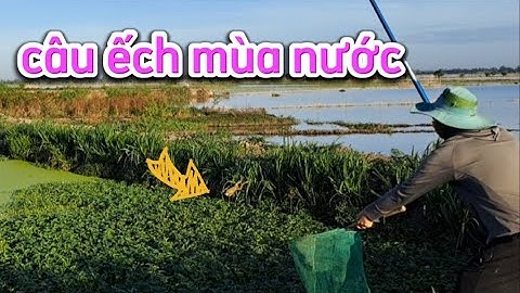 Câu ếch không lưỡi câu ếch mùa nước lên trên đồng ruộng ( phần 1) _ Cà Kê Vlog