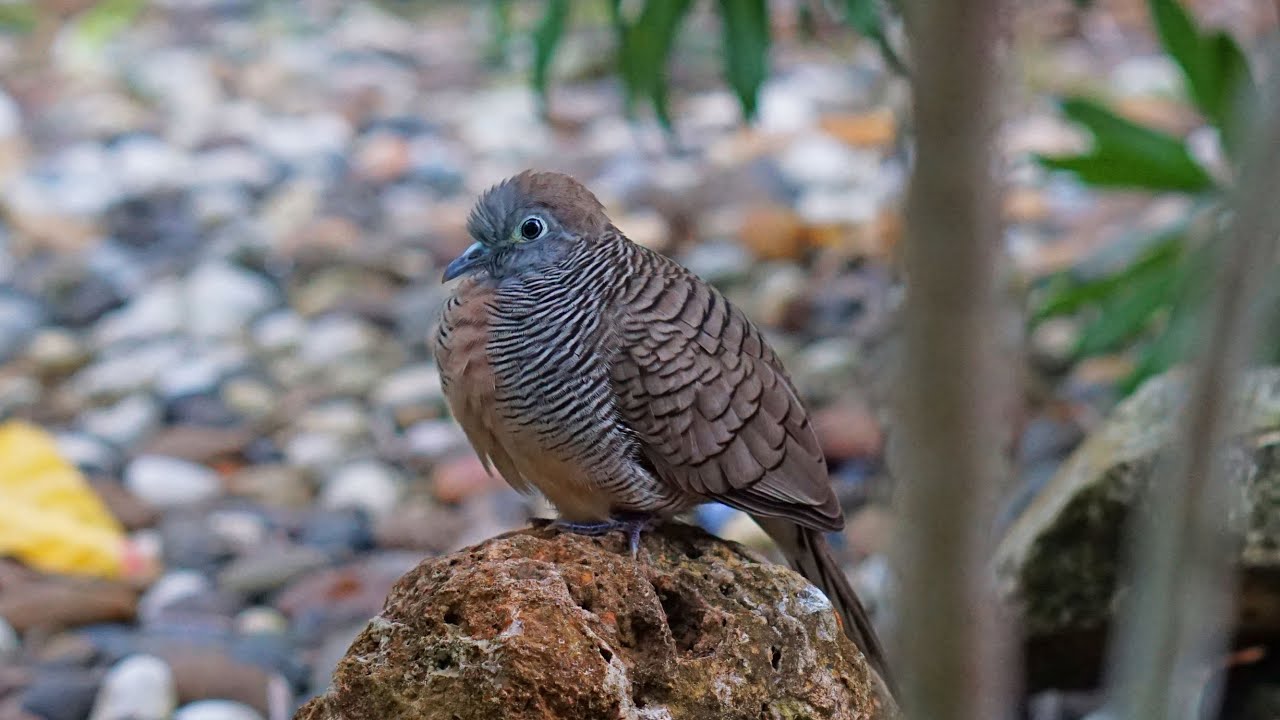 Zebra Dove Also Known As Barred Ground Dove - Krabi, Thailand 