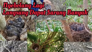 Download Lagu Akhirnya Bisa Ngebolang Lagi Dan Langsung Dapat Sarang Burung Yang Begitu Banyak MP3