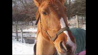 Goodbye Sweet Carolinei Will Always Love You