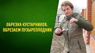 Обрезка кустарников Обрезаем пузыреплодник