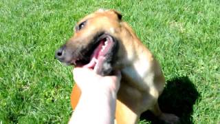 Rescue Pups - Adopted 2 Girls, Rita And Rae. Boxerhound Mix