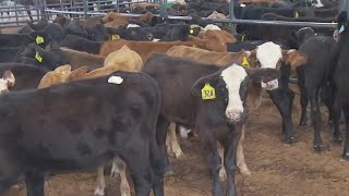 Activities at Williamson County Fair & Rodeo | FOX 7 Austin