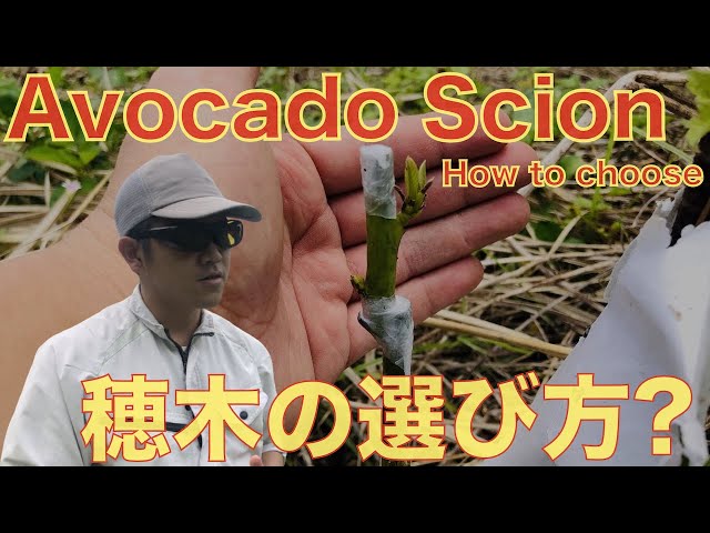 Must-see】 How to choose the scion to be used for avocado grafting