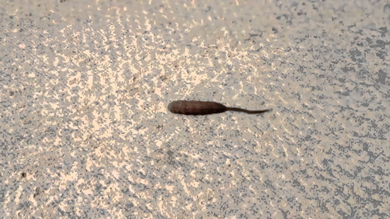 WTF is this? Is it a worm with a tail? 