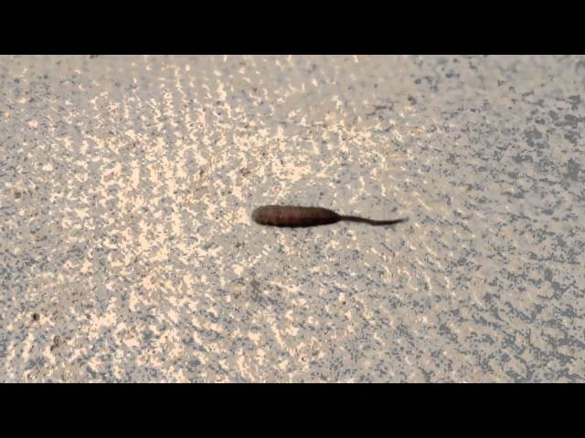 WTF is this? Is it a worm with a tail? 