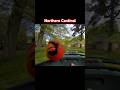 Northern Cardinal