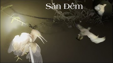 Mưu Sinh Săn Đêm - Sông Nước Cửu Long - Nguyễn Hùng