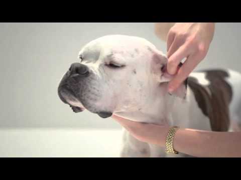 Examine Your Dog: Top to Tail Dog Examination | First Aid for Dogs