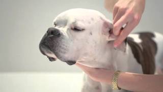 Examine Your Dog: Top to Tail Dog Examination | First Aid for Dogs