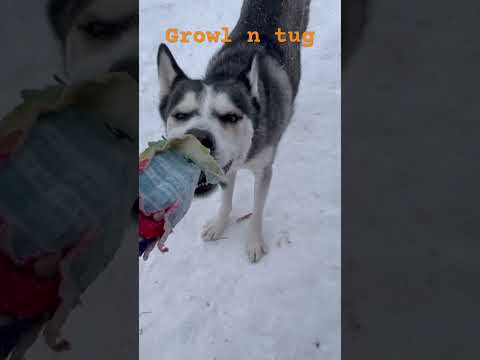 Husky loves to growl while playing tug #tugofwar #funnyhusky #cutedogs #playtimefun
