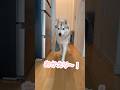 お風呂から飛び出してくる湯上がりわんこと猫 #シベリアンハスキー #ハスキー #猫