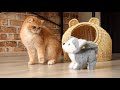 Pinky&#39;s reaction to a clockwork toy 😄 British Shorthair kitten