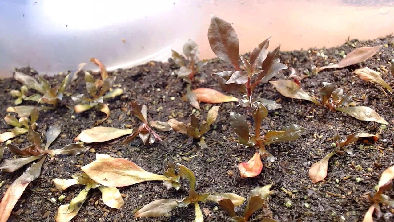 Ar mini emersed bin update!