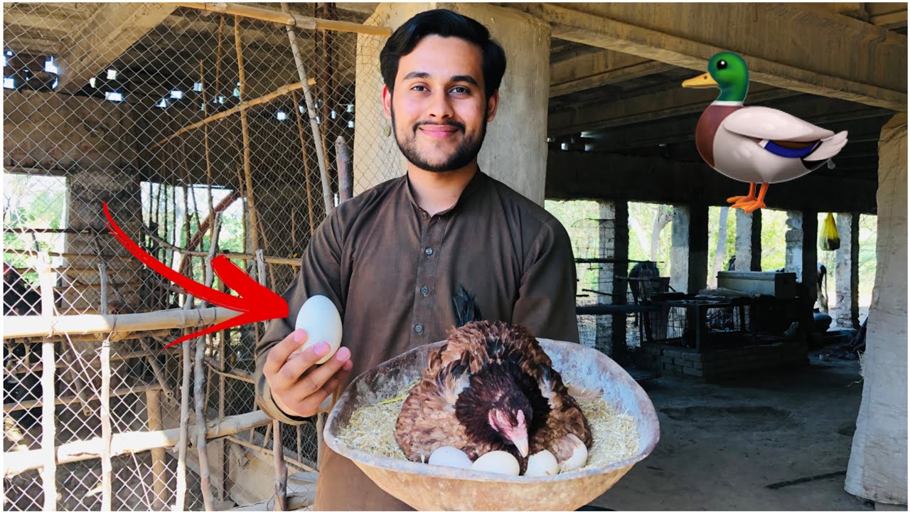 Second Hen Be Kurak Ho Gai Or Big Duck Ka First Egg