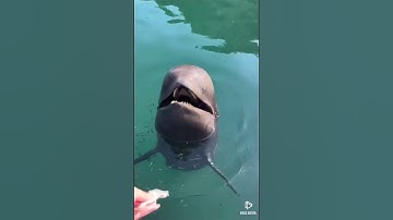 イルカと遊んでたらヤベーの来た❗️