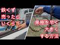 鉄くずは売れるって知ってた？果樹を早く大きくする方法、ラーメン山岡家の新商品【生活の知恵】