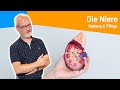 Die Niere
