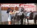 Only handsome people uhh... horses... | Friesian Horses