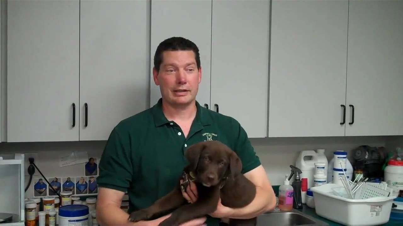 Stillwater OK: Campbell Drug In Your Corner "Compounding Medication For Your Pets", Stillwater OK