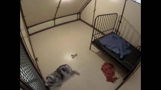 Preview of stream Camp K-9 Deluxe Bunk Room