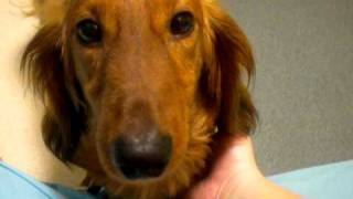 Rusty at the Humane Society of Missouri