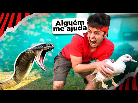 Vídeo: Tudo sobre cães Spaying