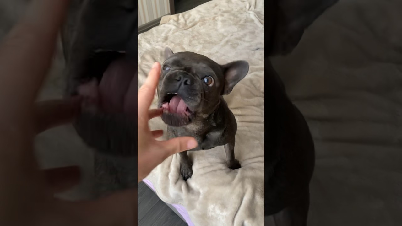 The Kuchi Kuchi 😈 Angry bulldog protects mom 