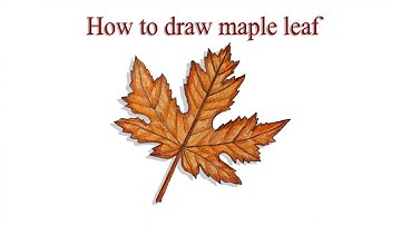 How to draw maple leaf step by step (very easy) || Art video