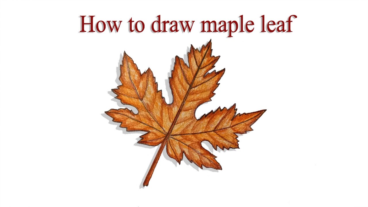 How to draw maple leaf step by step (very easy) || Art video - YouTube