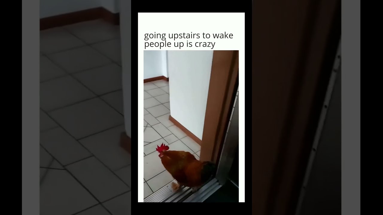 Oh Nah L Chicken Bruh Subscribe Funny Viral Meme India America