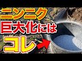 【これは必ずやって】ニンニクの正しい追肥とその時期について