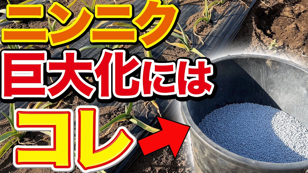 【これは必ずやって】ニンニクの正しい追肥とその時期について