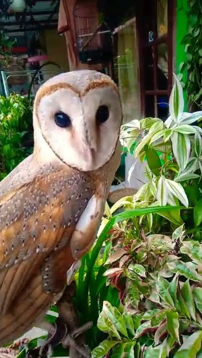 burung hantu love 💓 #shorts #viral #subscribe #like #burunghantu #burung #tytoalba #fyp #tiktok