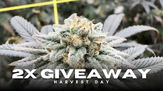 Harvest Day Has Arrived! Ethos Mandarin Cookies v2 + Crosses